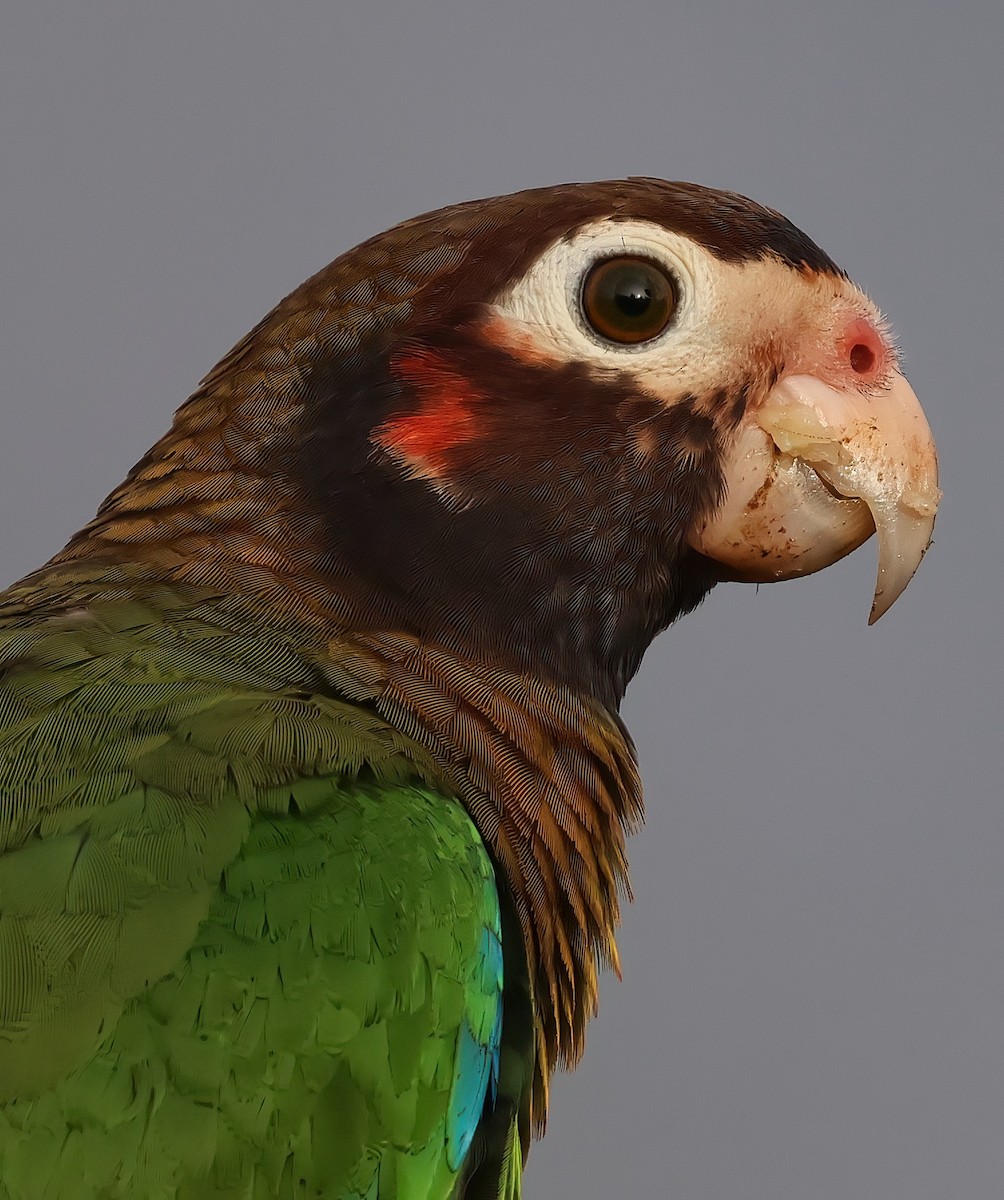 Brown-hooded Parrot - ML618667210
