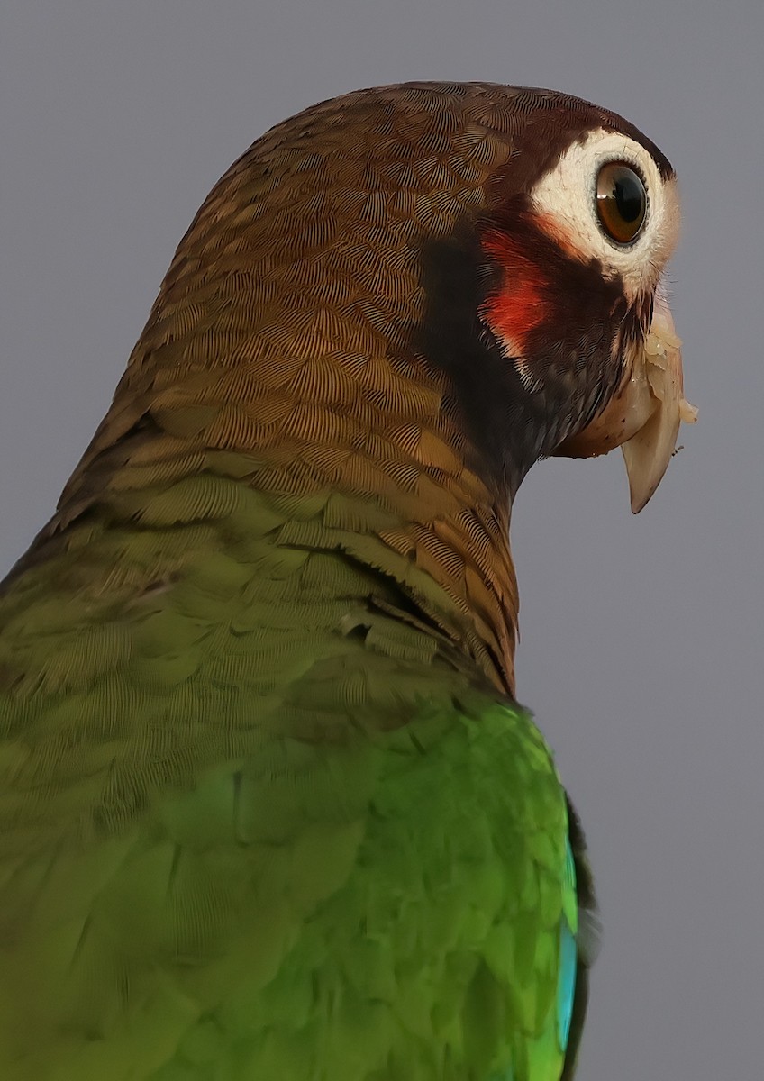 Brown-hooded Parrot - ML618667220