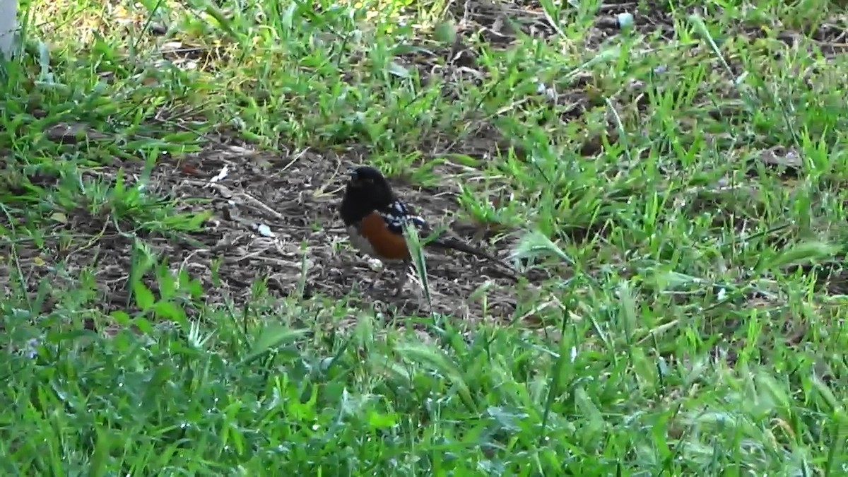 Spotted Towhee - ML618667303
