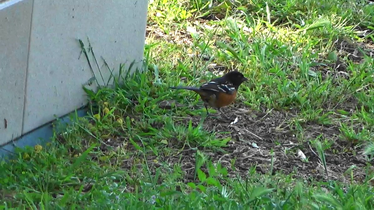 Spotted Towhee - ML618667304