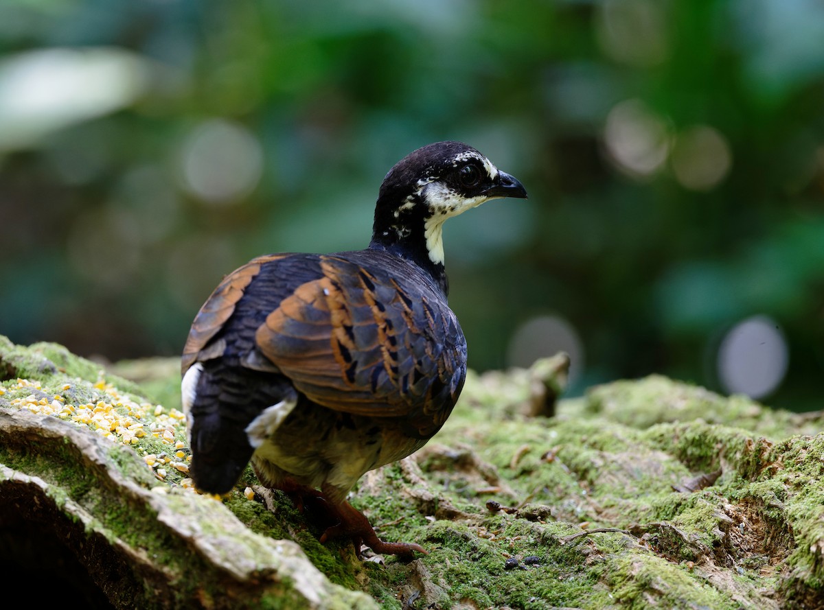 Gray-breasted Partridge - ML618667335