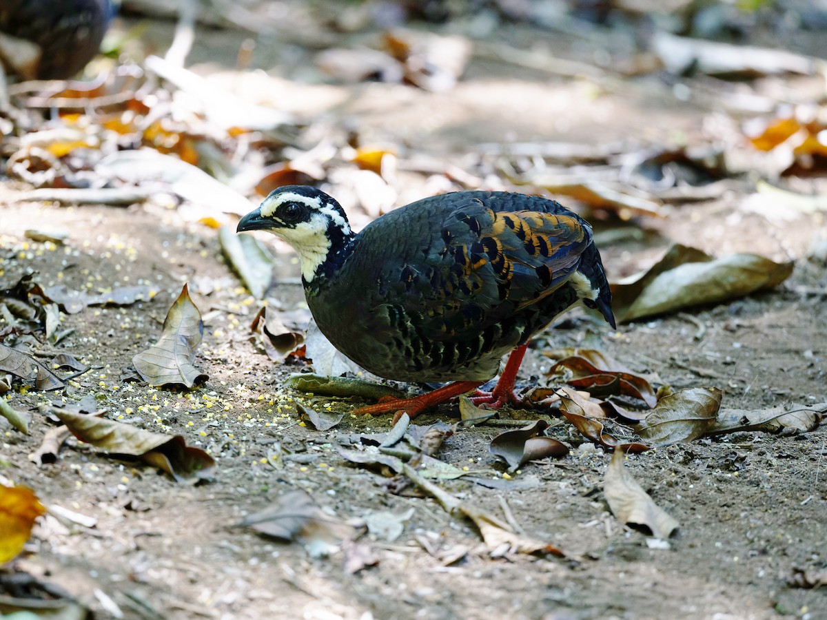 Gray-breasted Partridge - ML618667342