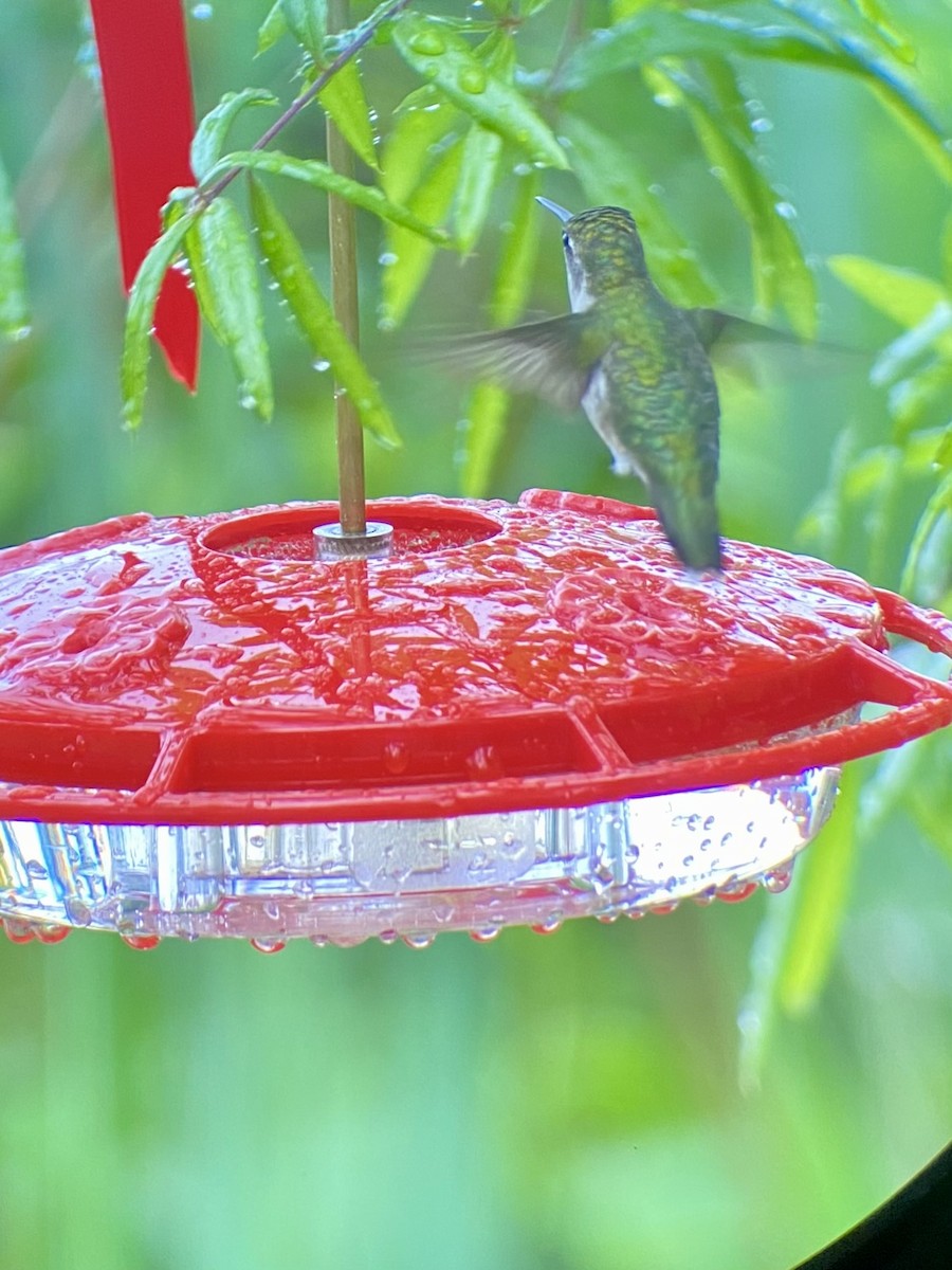 Ruby-throated Hummingbird - ML618667357