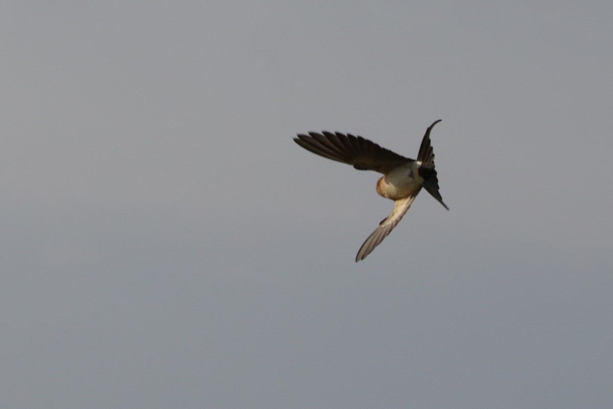 Red-rumped Swallow - ML618667366