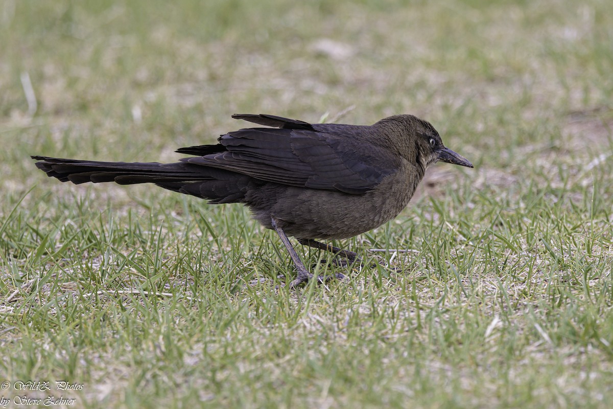 Great-tailed Grackle - ML618667367