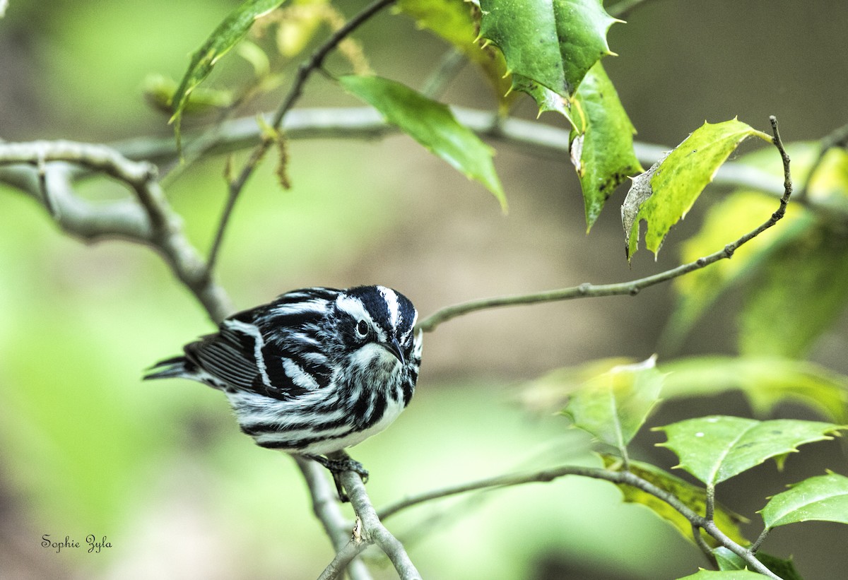 Black-and-white Warbler - ML618667373