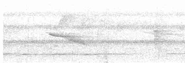 Weißflecken-Ameisenwächter - ML618667462