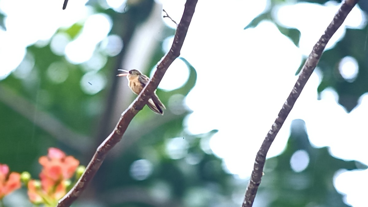 kolibřík ryšavý - ML618667493
