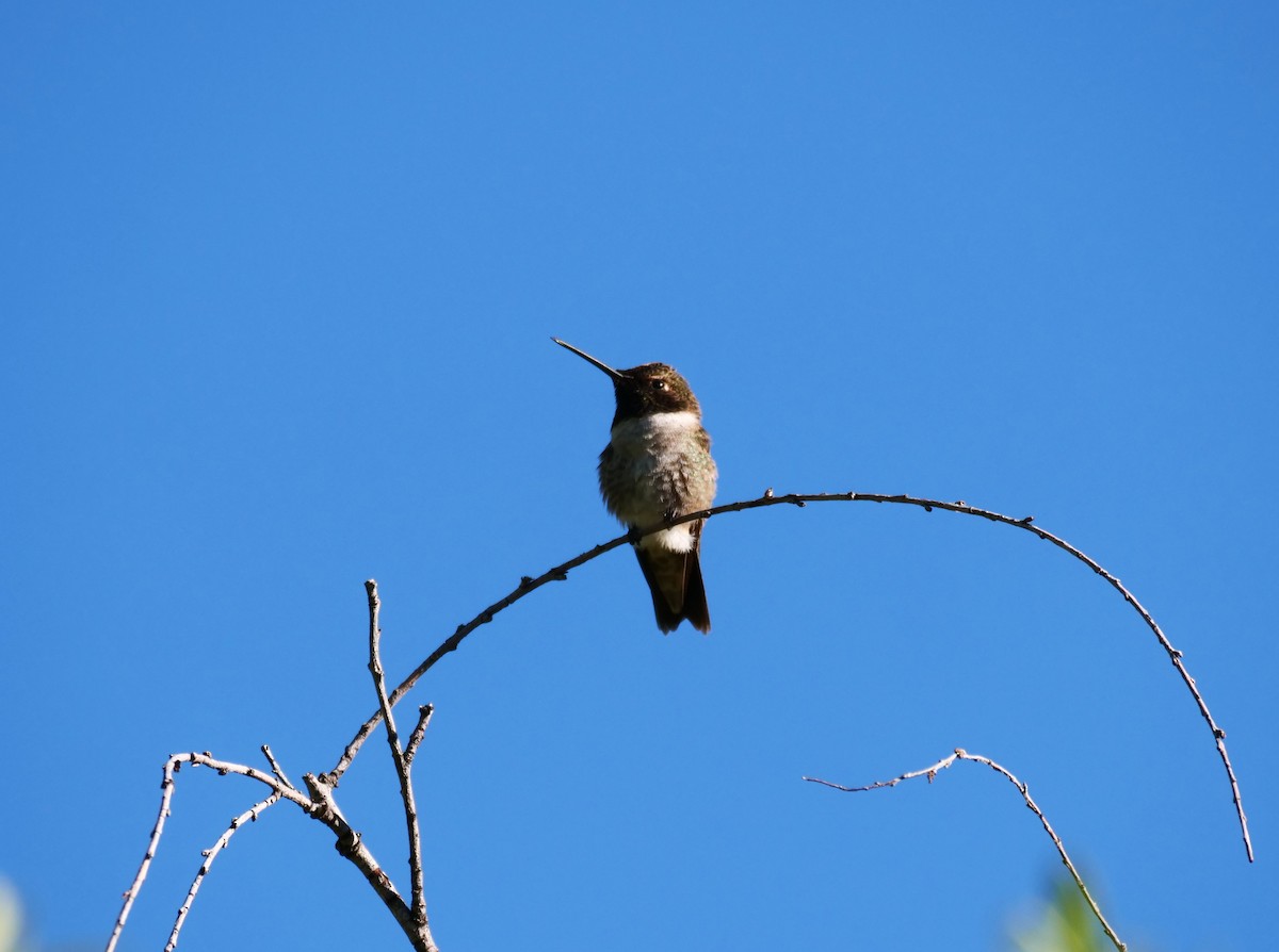 Black-chinned Hummingbird - ML618667498