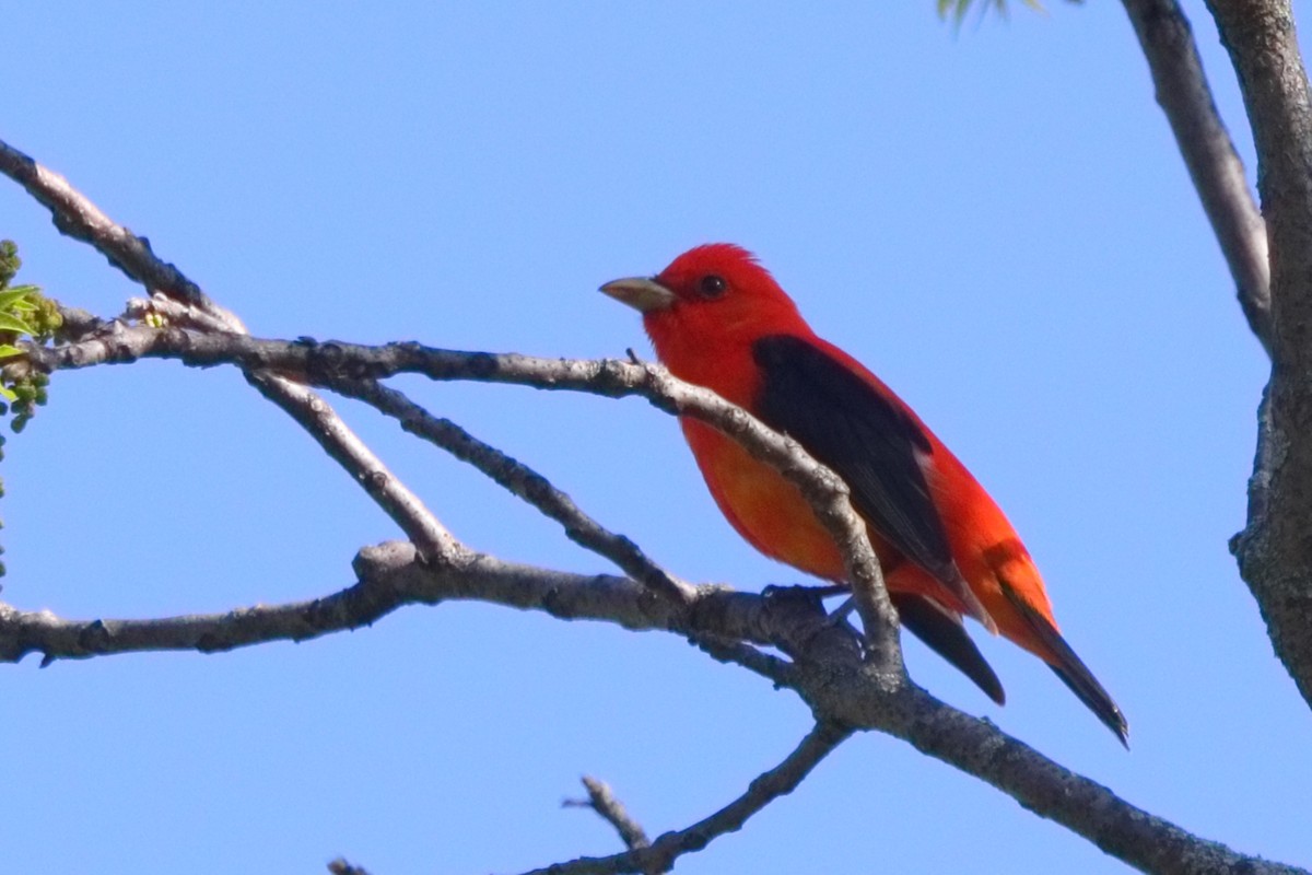 Scarlet Tanager - ML618667535