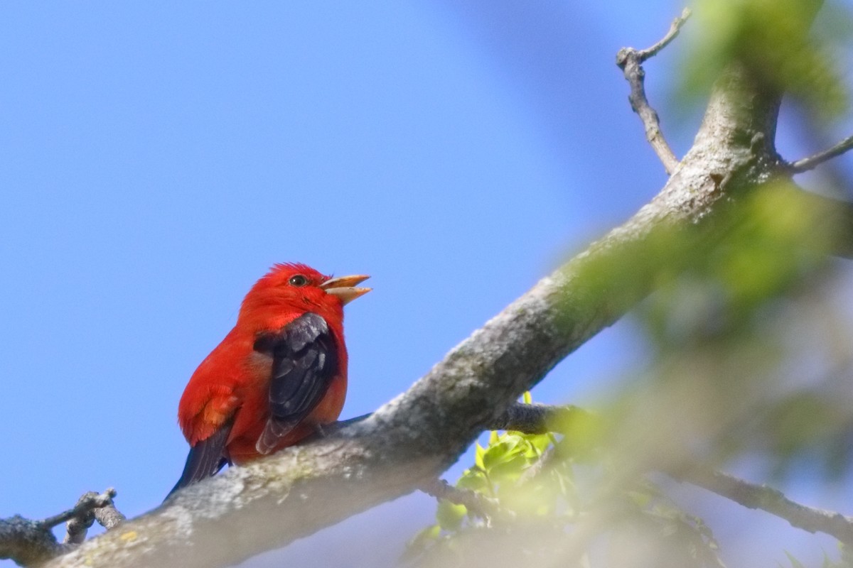 Scarlet Tanager - ML618667536