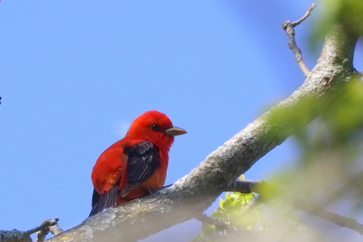 Scarlet Tanager - ML618667537