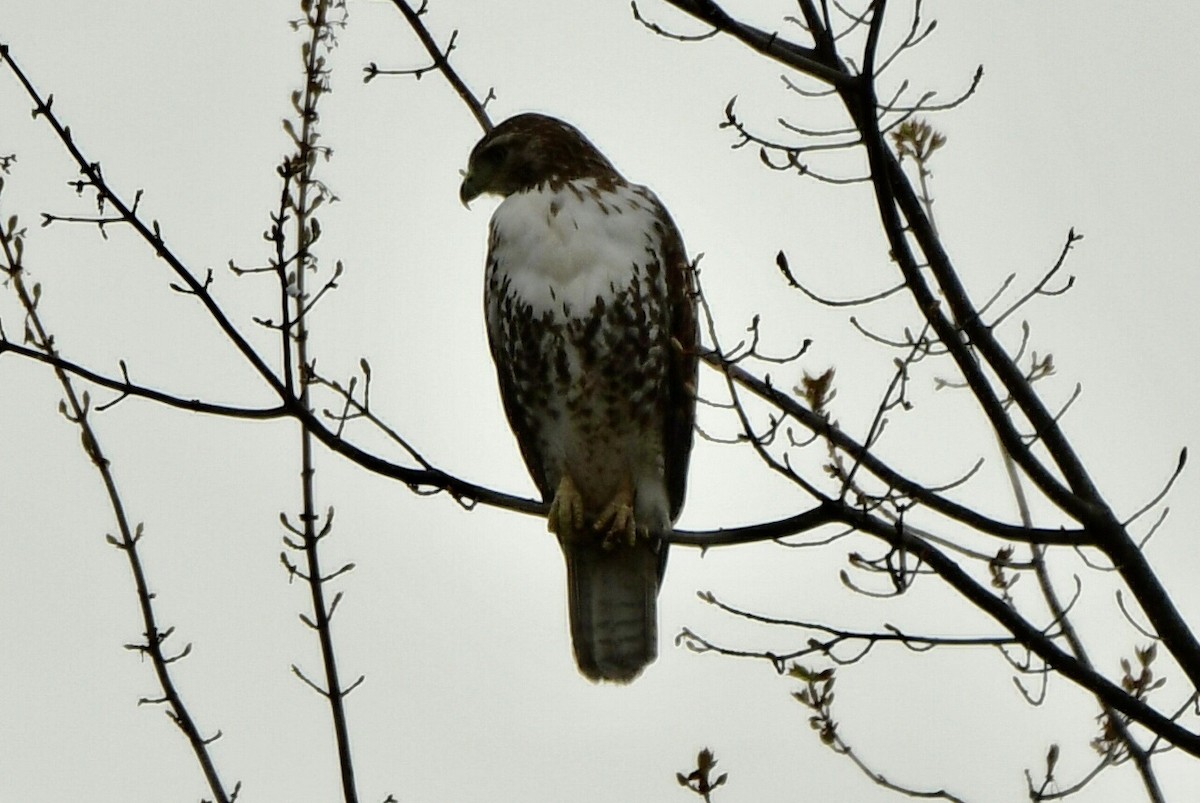 Red-tailed Hawk - ML618667547