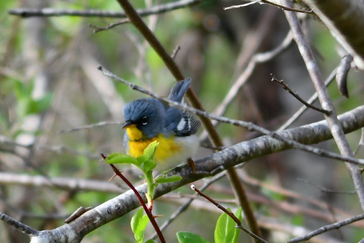 Northern Parula - Anonymous User