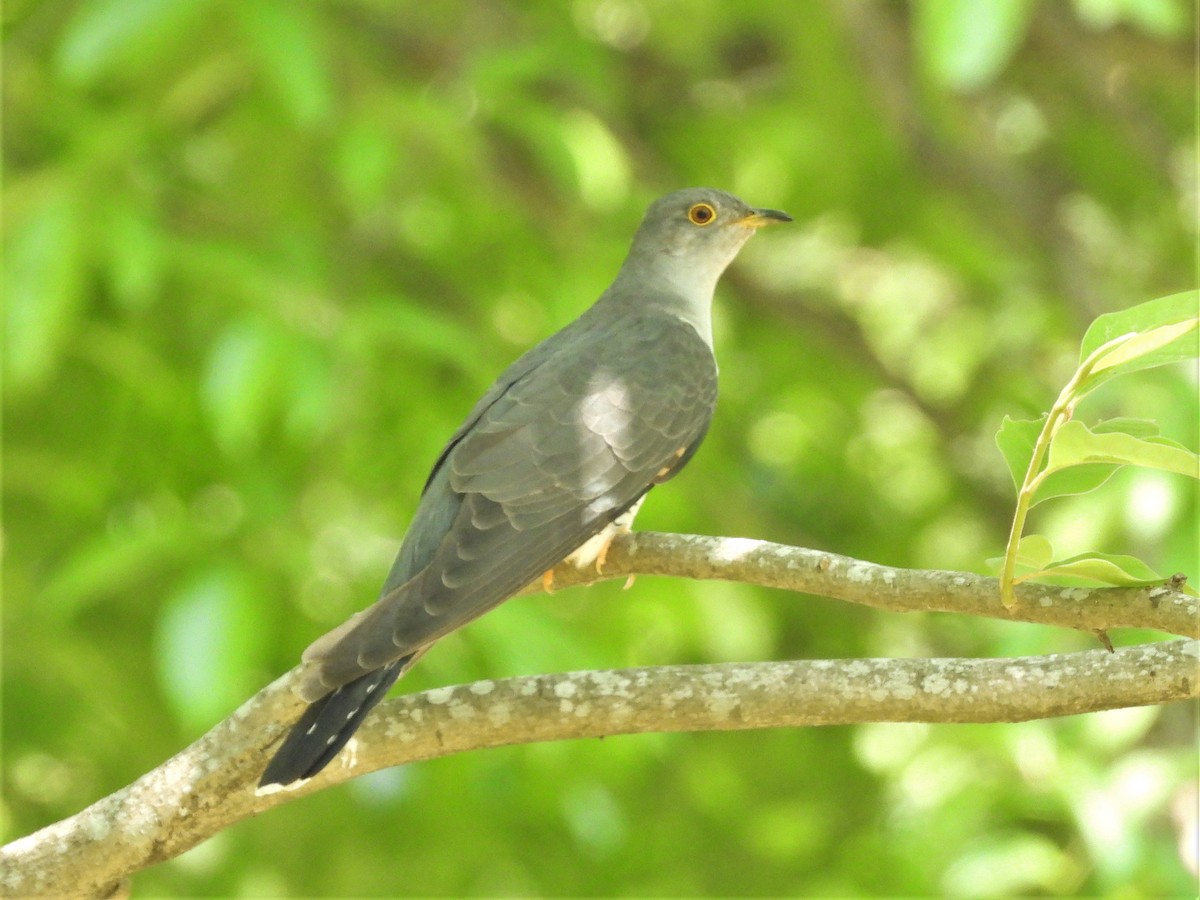 Common Cuckoo - ML618667618