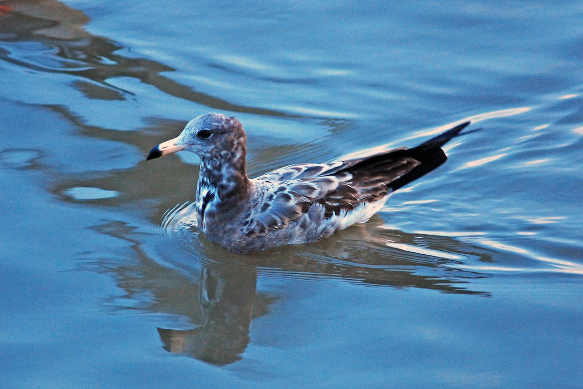 Black-tailed Gull - ML618667640