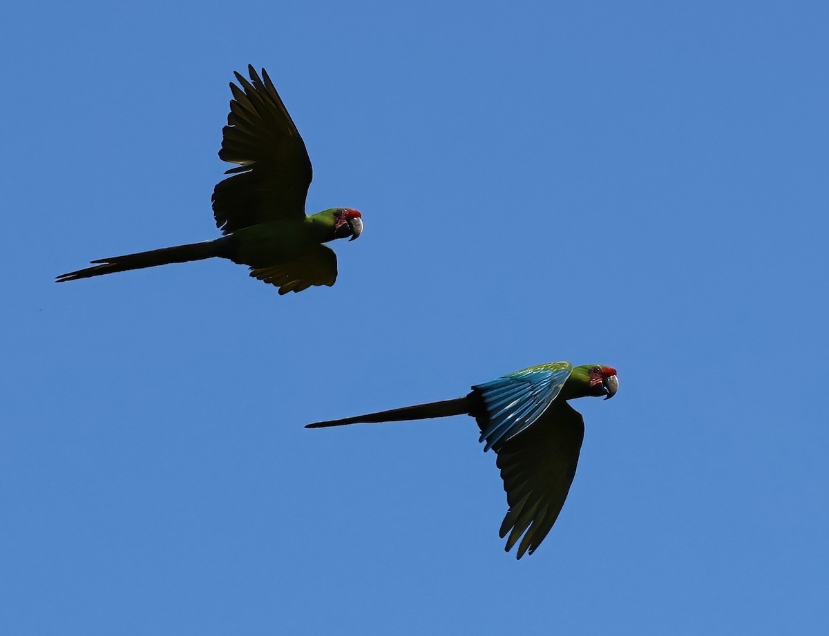 Great Green Macaw - Sally Veach