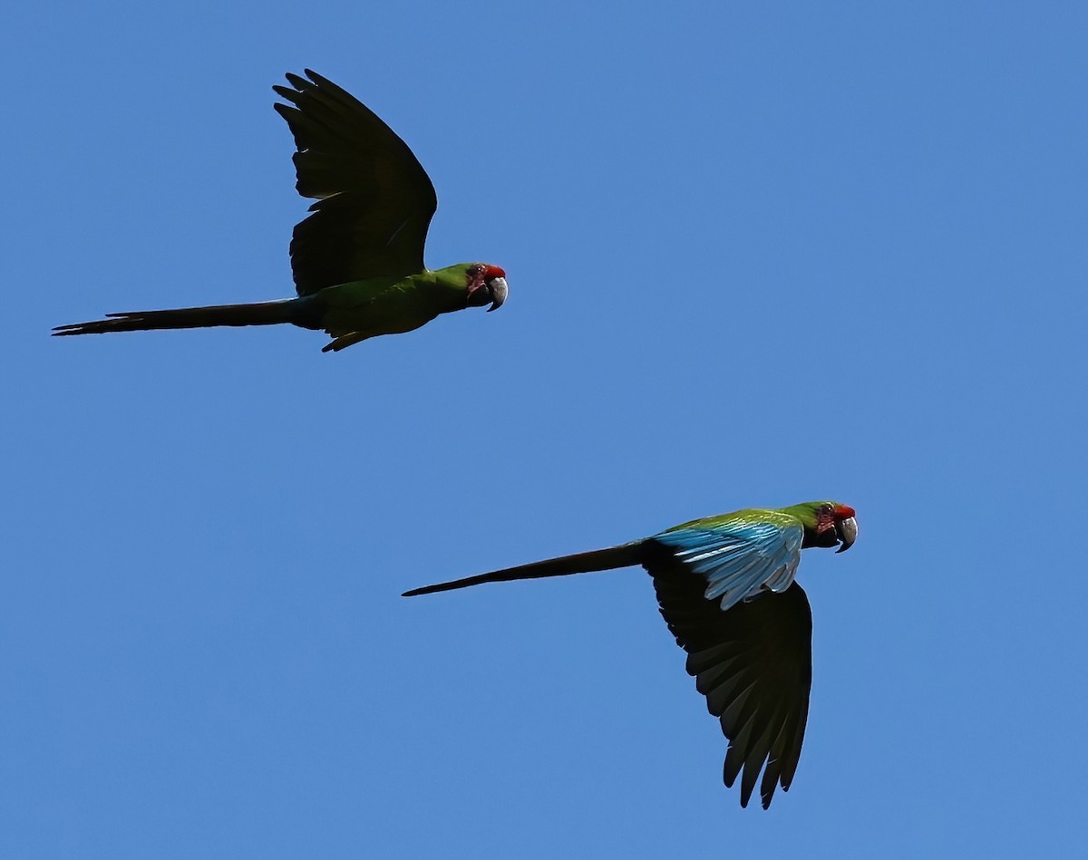 Great Green Macaw - ML618667654