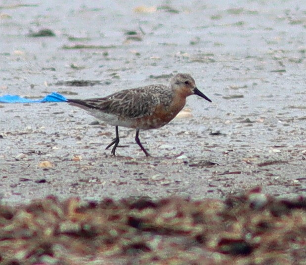Red Knot - ML618667682