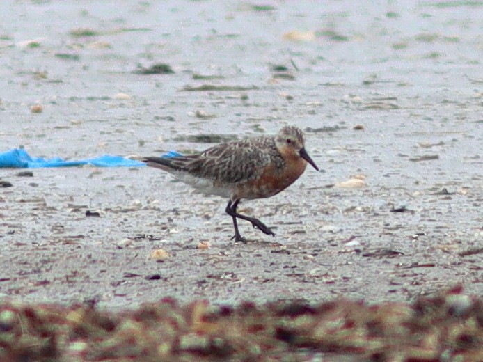 Red Knot - ML618667683