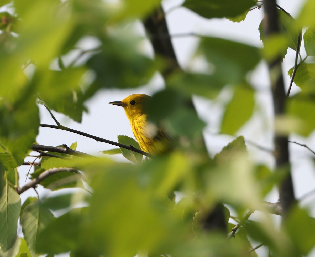 Yellow Warbler (Northern) - ML618667704