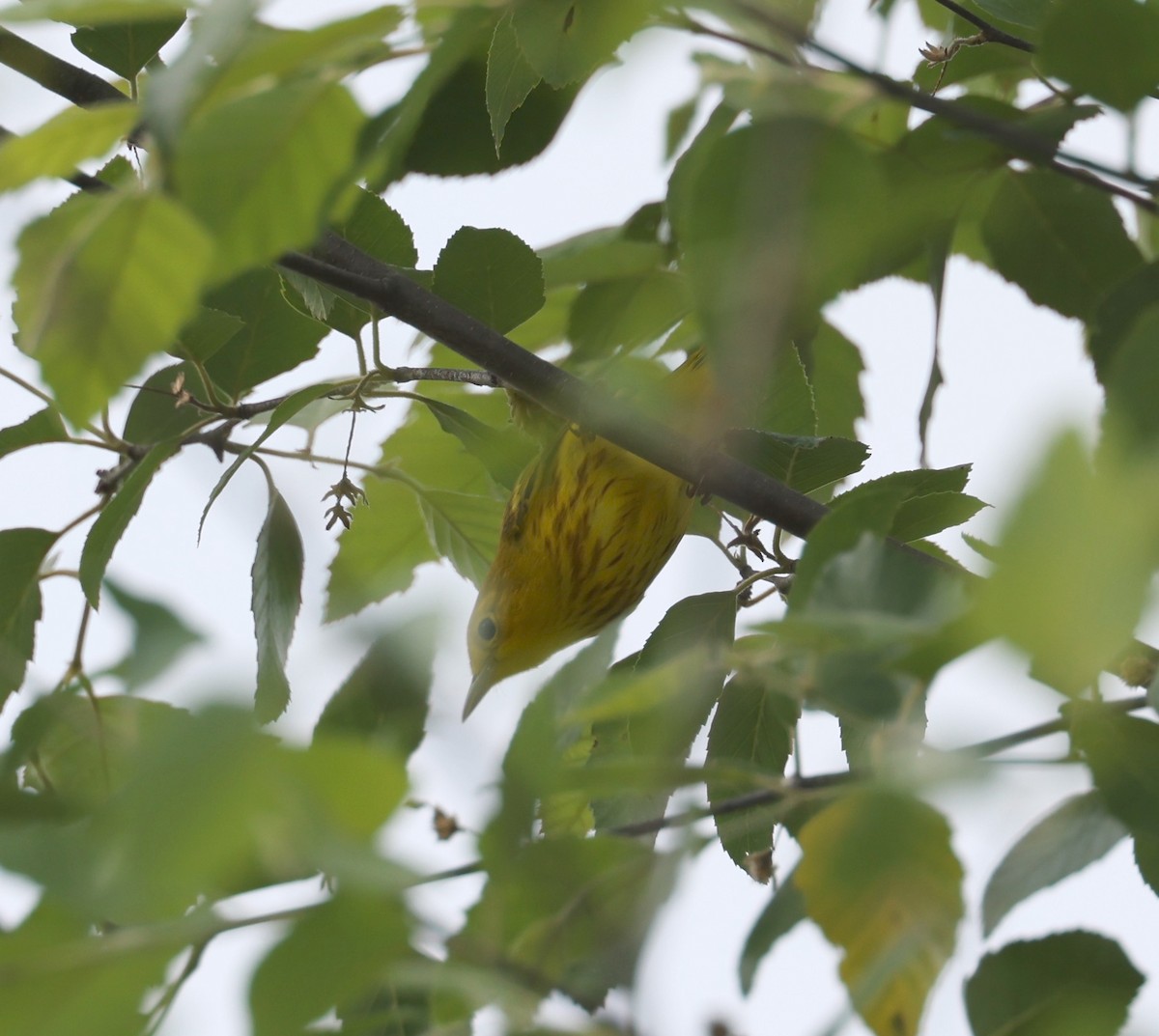 Yellow Warbler (Northern) - ML618667708