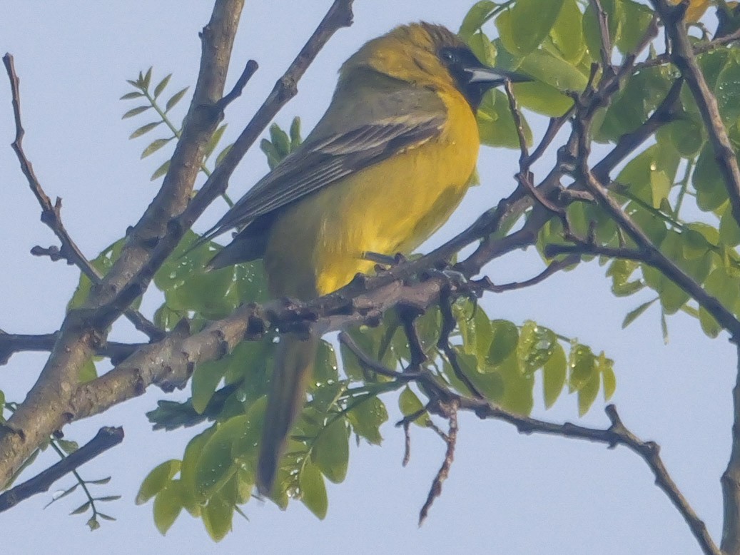 Orchard Oriole - ML618667711