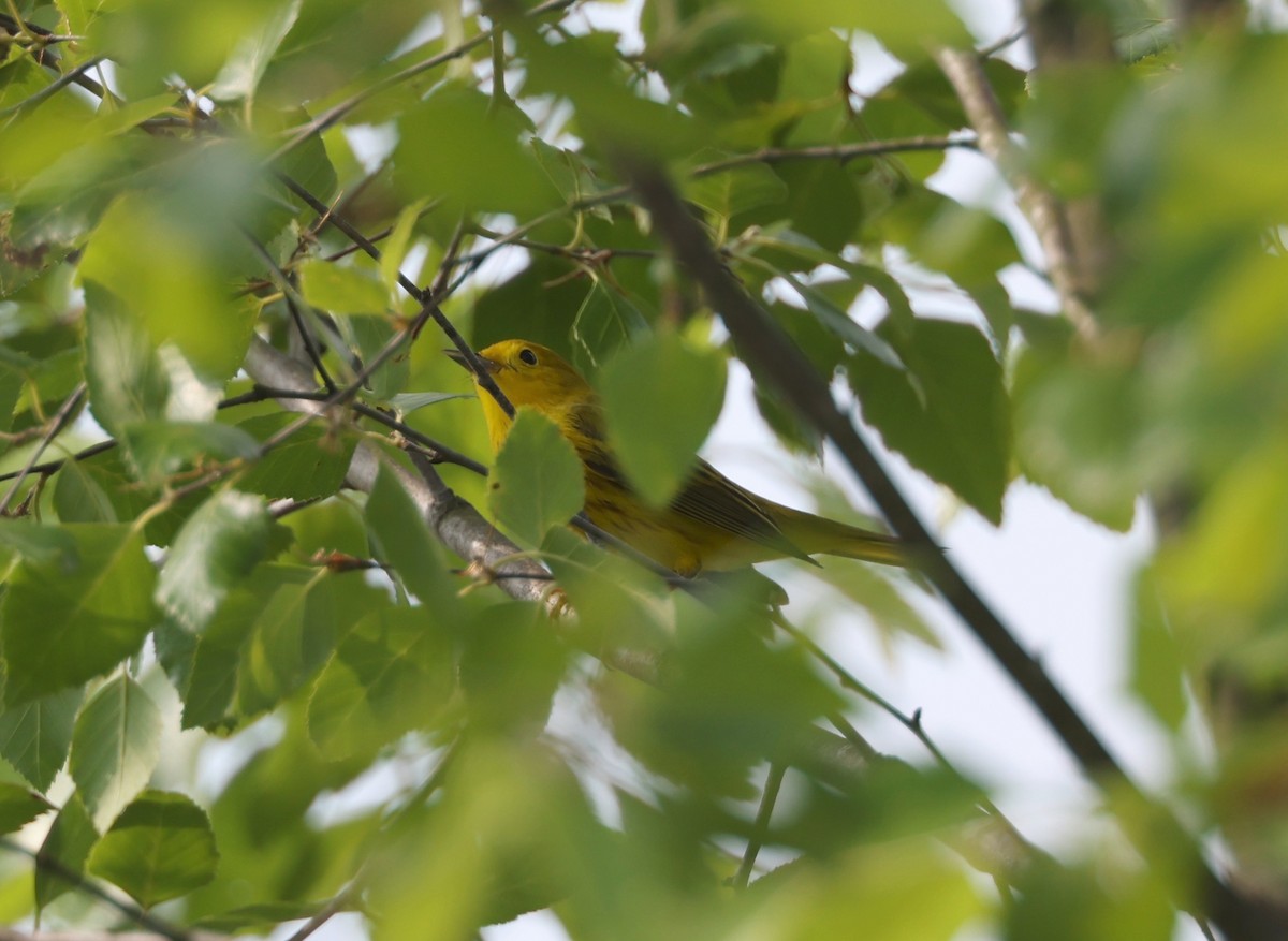 Yellow Warbler (Northern) - ML618667714