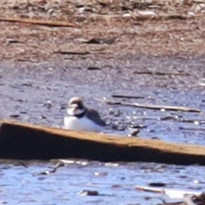 Semipalmated Plover - ML618667718