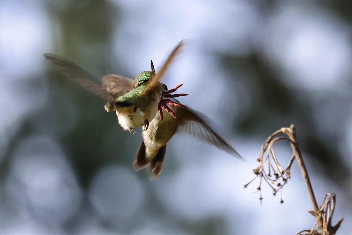 Calliope Hummingbird - Paul Prappas