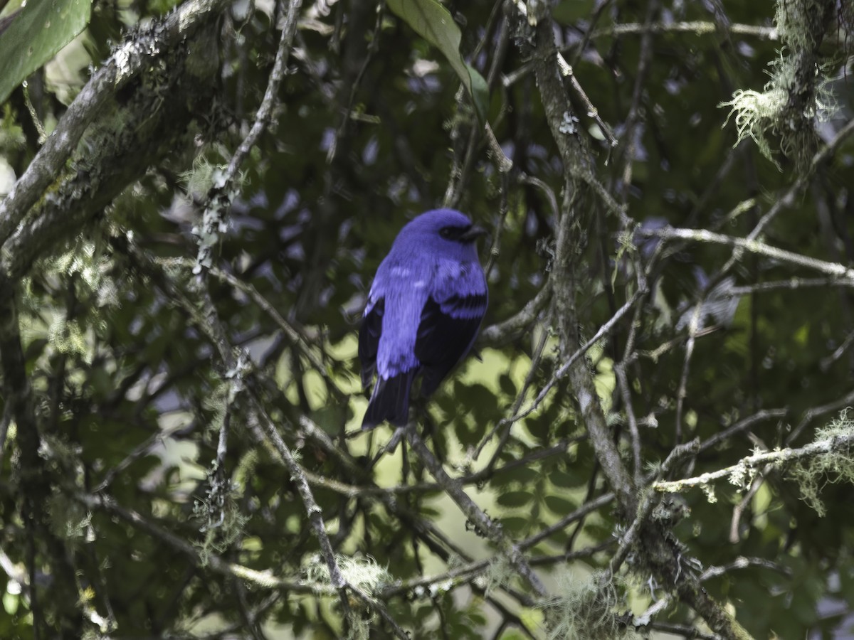 Blue-and-black Tanager - ML618667752