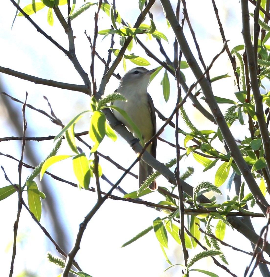 Warbling Vireo - Marie Provost