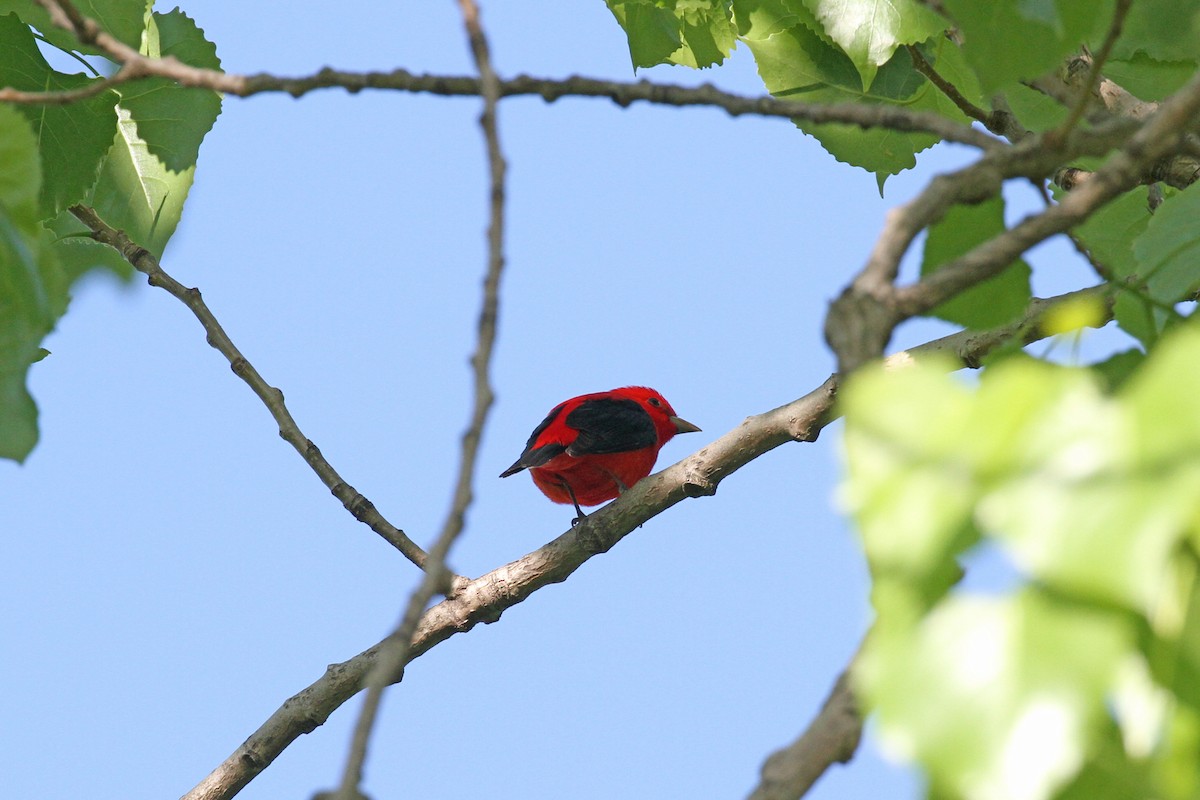 Scarlet Tanager - ML618667797