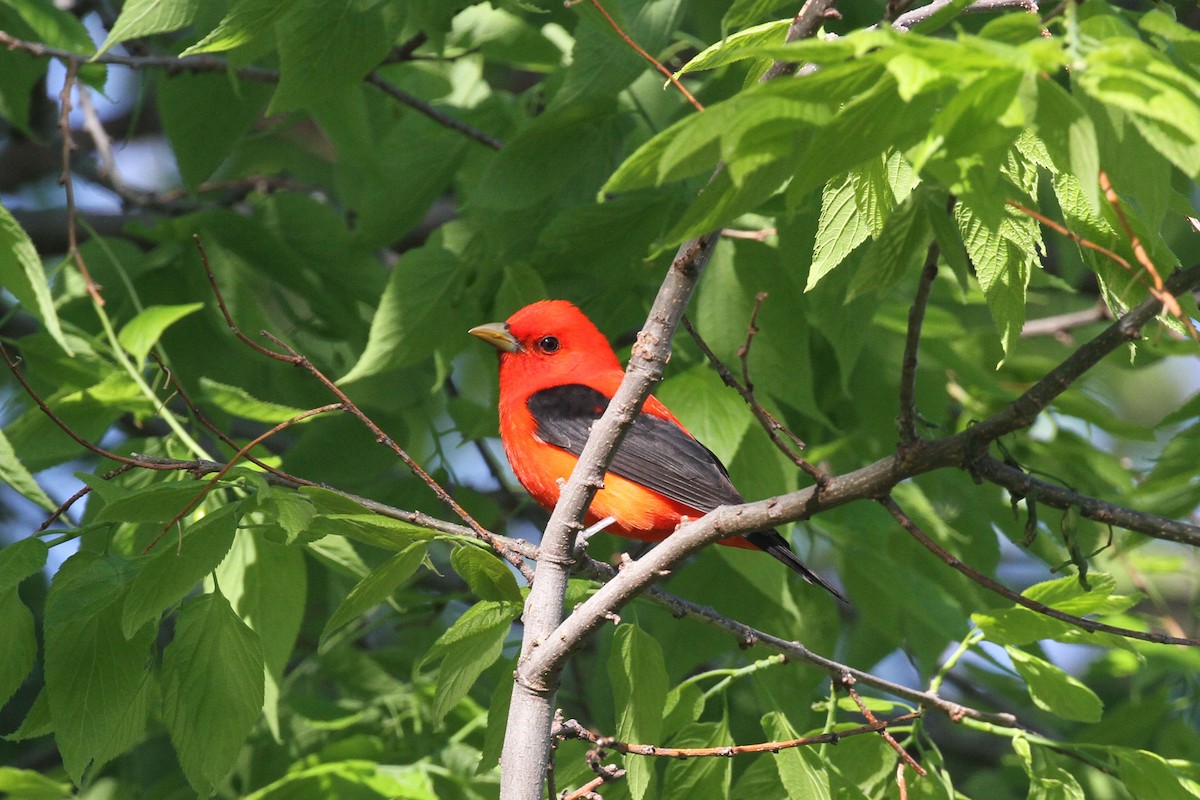 Scarlet Tanager - ML618667802