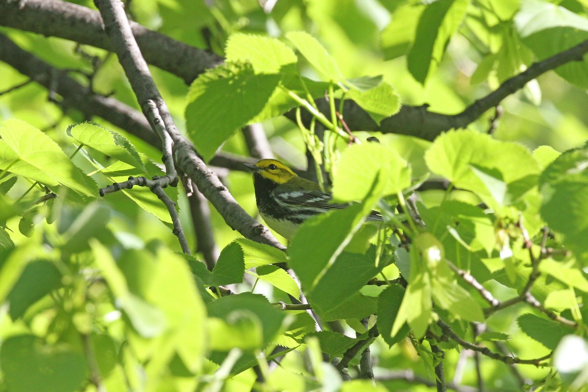 Black-throated Green Warbler - ML618667807