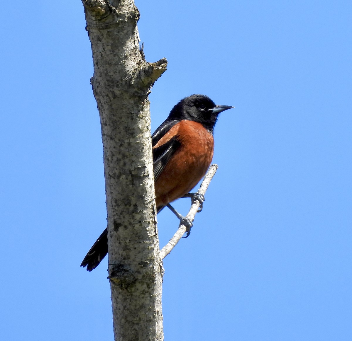 Orchard Oriole - ML618667809