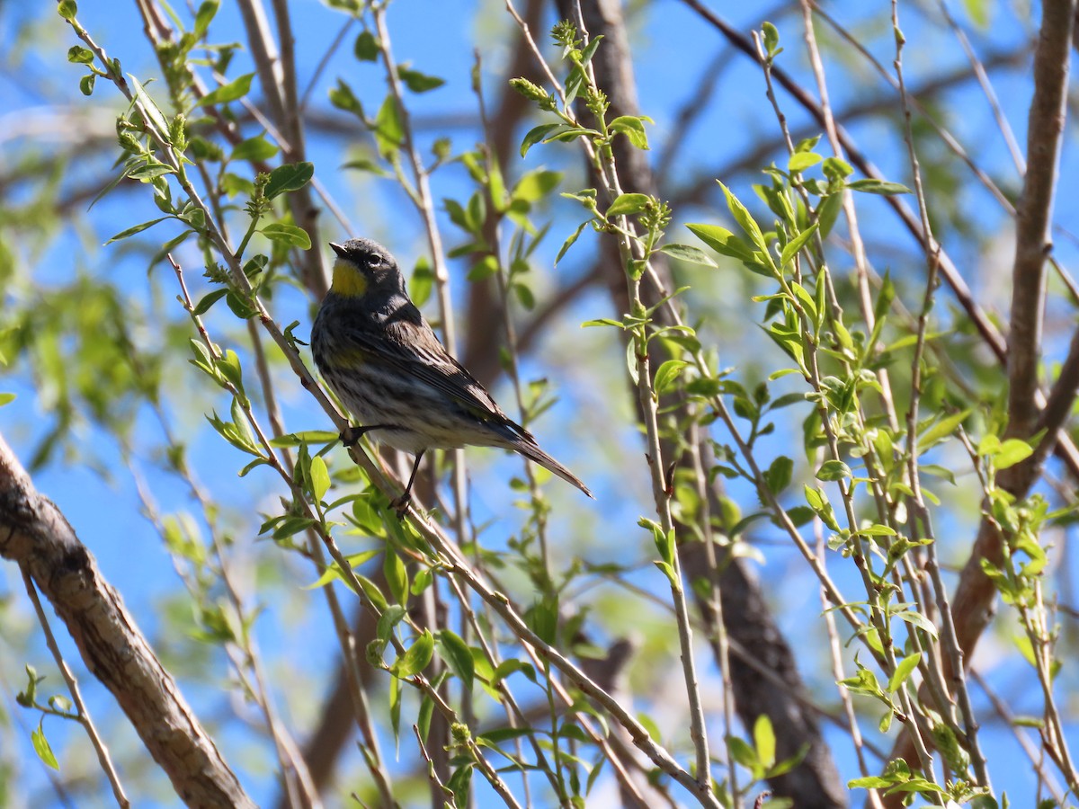 Yellow-rumped Warbler (Audubon's) - ML618667814