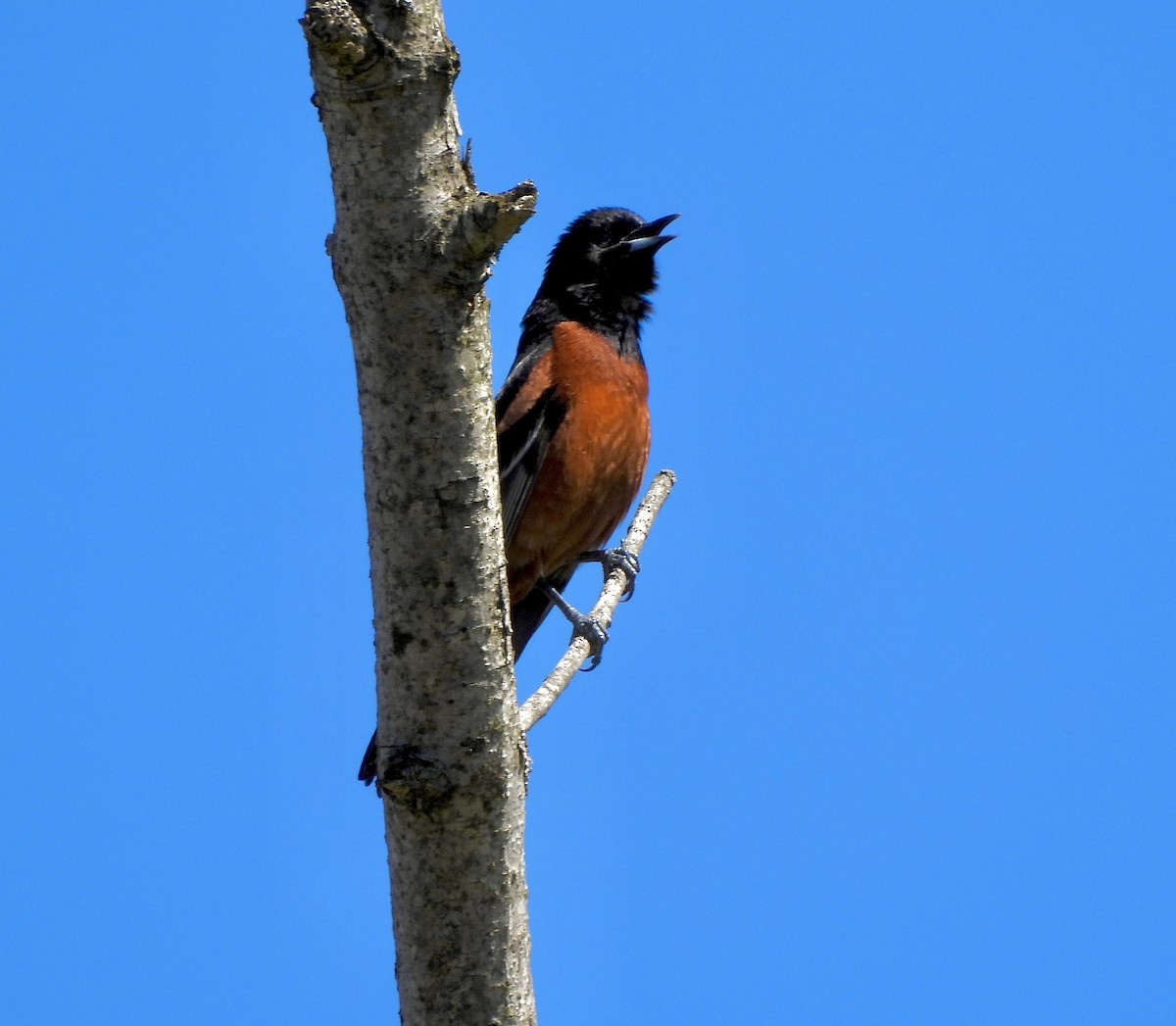 Orchard Oriole - ML618667818