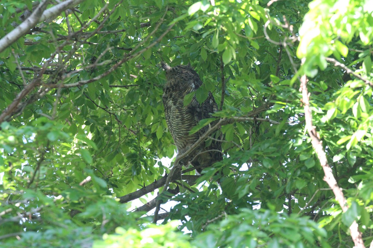 Great Horned Owl - ML618667821