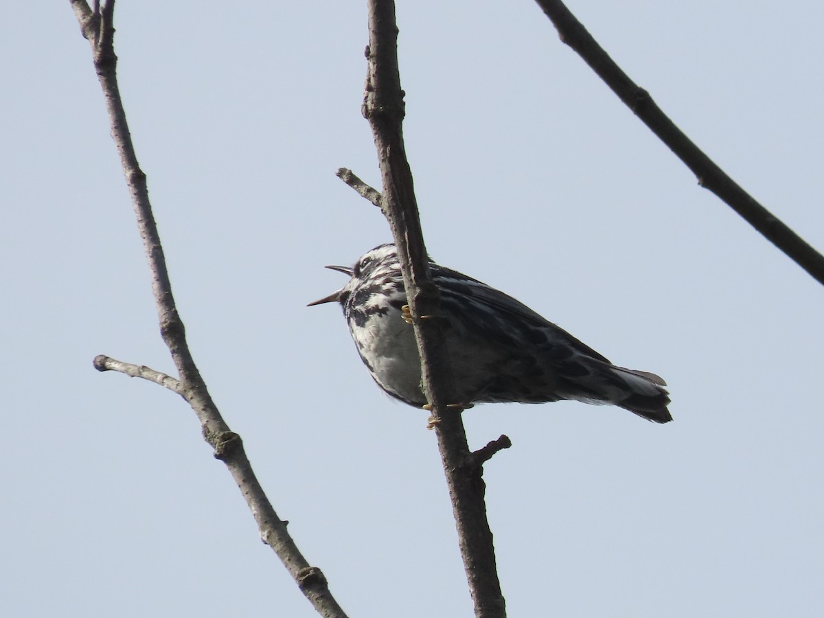 Black-and-white Warbler - ML618667825