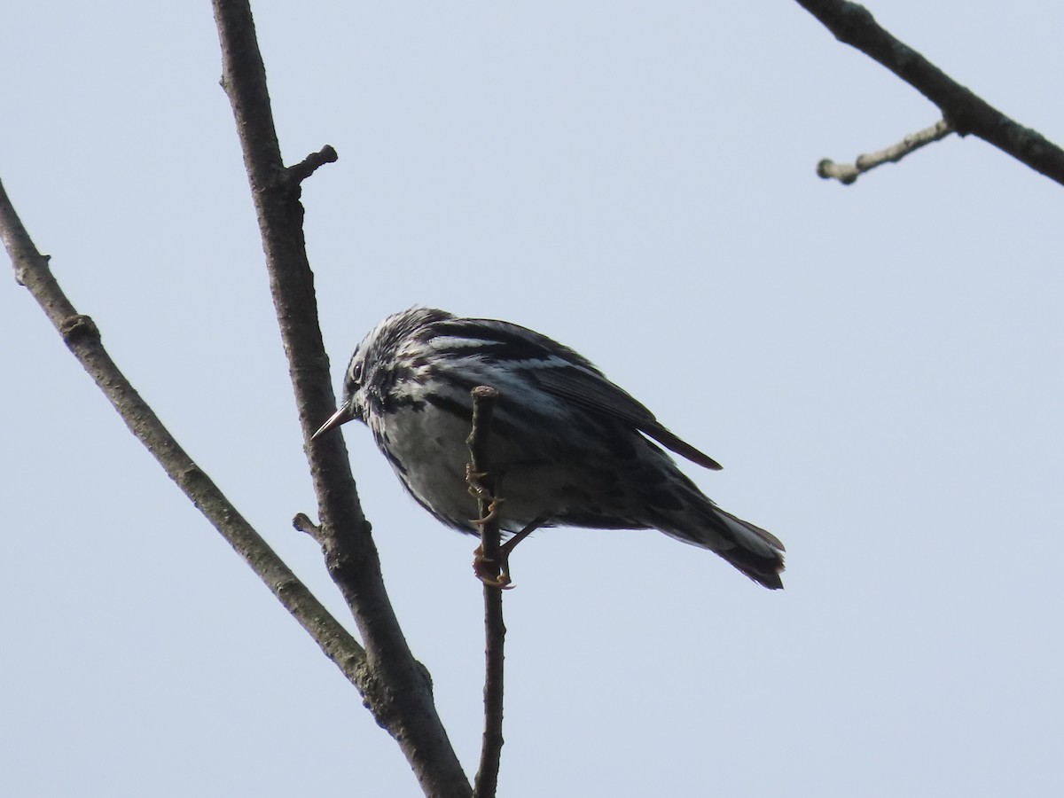 Black-and-white Warbler - ML618667834