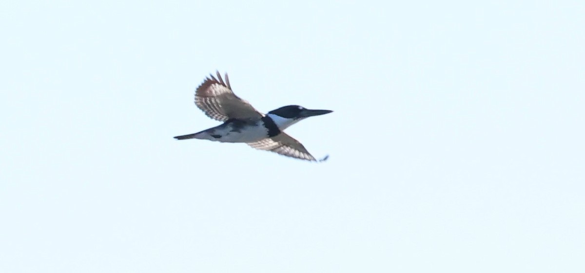 Belted Kingfisher - ML618667853