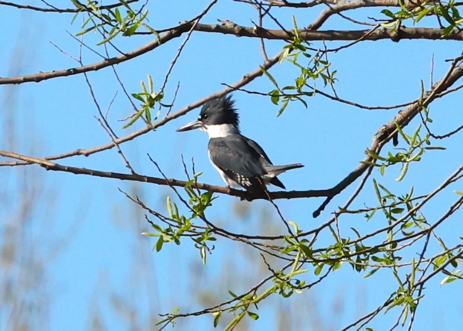 Belted Kingfisher - ML618667909