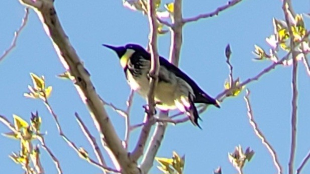 Acorn Woodpecker - ML618667918
