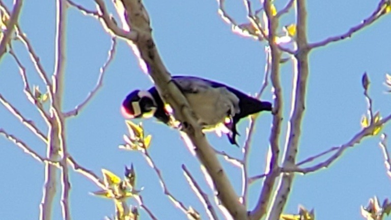 Acorn Woodpecker - ML618667919