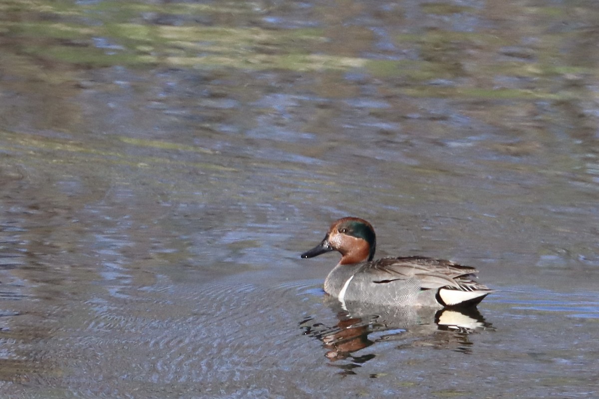 Green-winged Teal - ML618667929