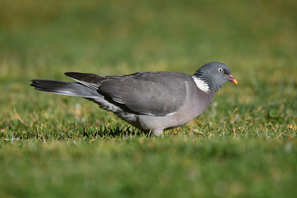 Common Wood-Pigeon - ML618667960