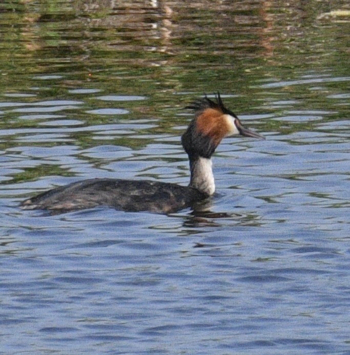 Great Crested Grebe - ML618667996