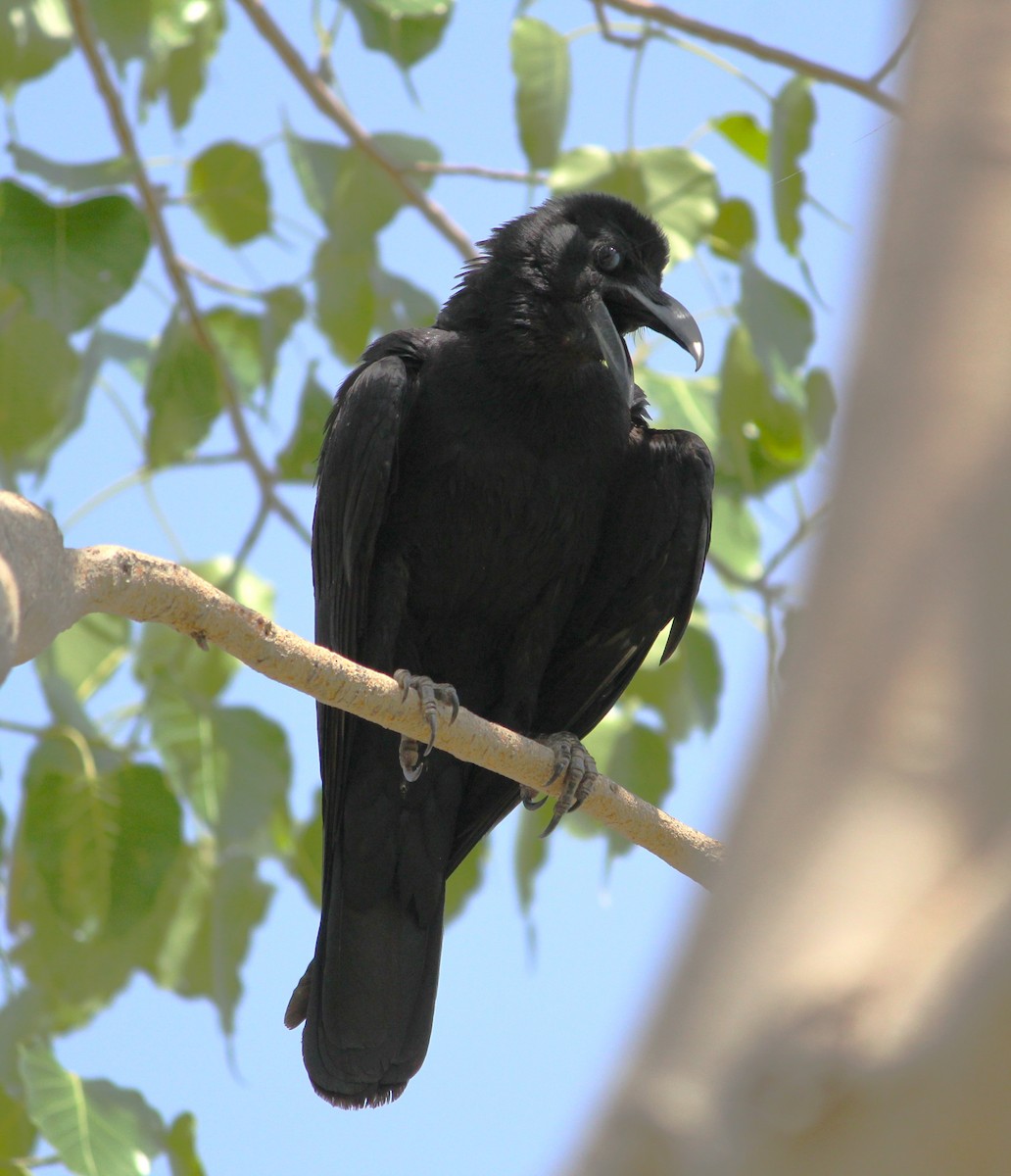 Large-billed Crow (Indian Jungle) - Deepak Meena