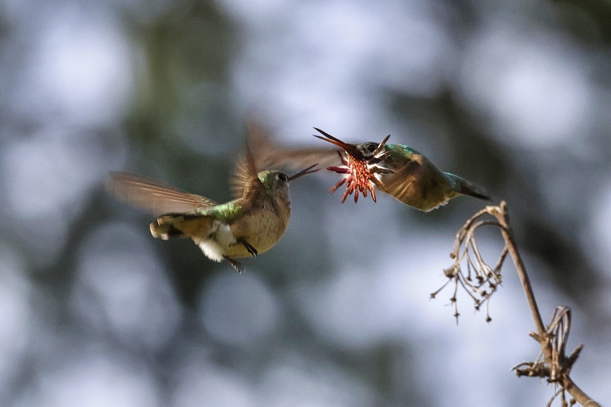 Calliope Hummingbird - Paul Prappas